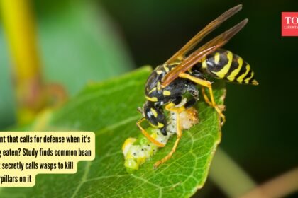 A plant that calls for defense when it’s being eaten? Study finds common bean plant secretly calls wasps to kill caterpillars on it |