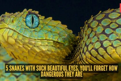 5 snakes with such beautiful eyes, you’ll forget how dangerous they are |