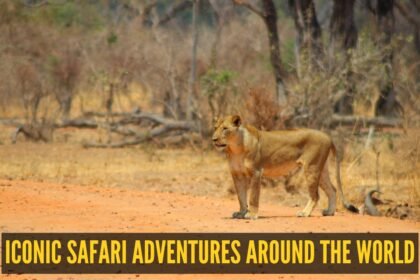 From Tigers to Jaguars: 10 iconic safari adventures around the world