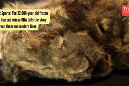Meet Sparta: The 32,000-year-old frozen cave lion cub whose DNA tells the story between them and modern lions |