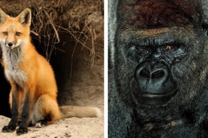 10 animal dads who prove great parenting isn’t just a human trait
