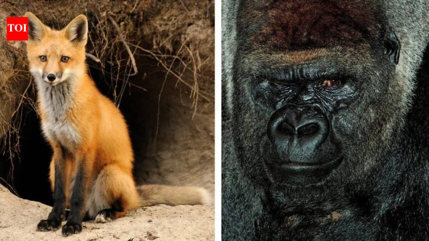 10 animal dads who prove great parenting isn’t just a human trait