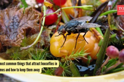 5 most common things that attract houseflies in homes and how to keep them away |