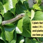 5 plants that attract snakes ( It’s a sign to avoid planting these in your gardens) |