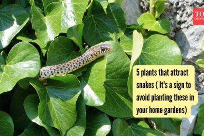 5 plants that attract snakes ( It’s a sign to avoid planting these in your gardens) |