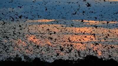 World’s largest bat migration: The night Zambia’s sky disappears under 10 million bats | World News