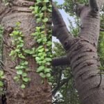 Giant Jade Plant: Is this a giant jade plant? A viral 100-year-old succulent from Australia has the internet divided