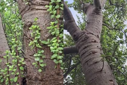 Giant Jade Plant: Is this a giant jade plant? A viral 100-year-old succulent from Australia has the internet divided