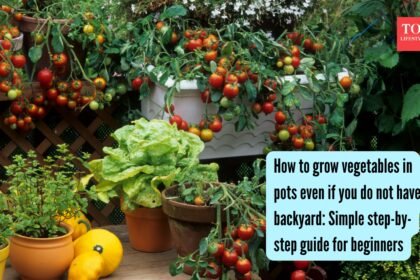 Growing Vegetables In Pots: How to grow vegetables in pots even if you do not have a backyard: Simple step-by-step guide for beginners