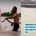 Typhoon Maysak: Terrifying visuals emerge after over 900 snakes escape from a farm in China