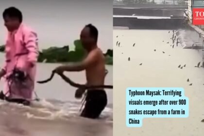 Typhoon Maysak: Terrifying visuals emerge after over 900 snakes escape from a farm in China