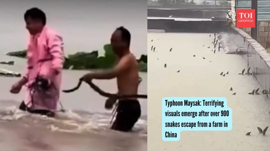 Typhoon Maysak: Terrifying visuals emerge after over 900 snakes escape from a farm in China