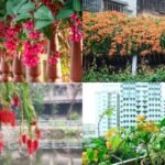 8 Plants that quietly attract sunbirds to Indian balconies