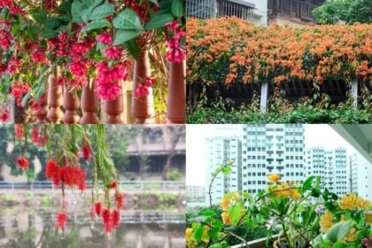 8 Plants that quietly attract sunbirds to Indian balconies
