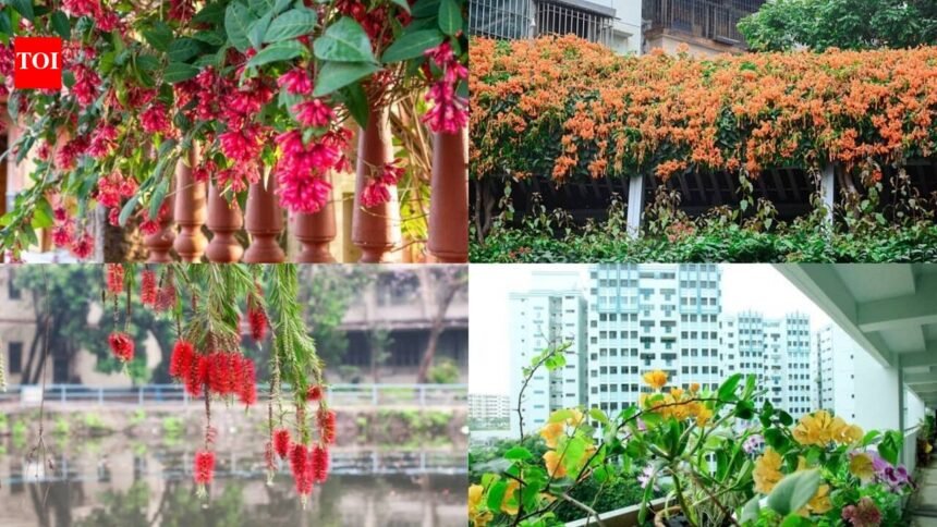 8 Plants that quietly attract sunbirds to Indian balconies
