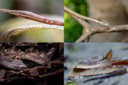 Snakes that look like dry leaves and twigs: Nature's most convincing disguise artists