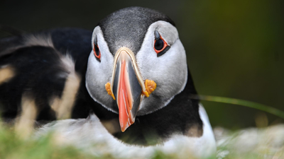 First puffin chick in 30 years just emerged from England’s south coast after 15 weeks of careful monitoring, giving new hope to the country’s last mainland colony |