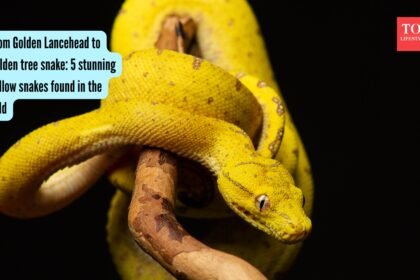 5 stunning yellow snakes found in the wild