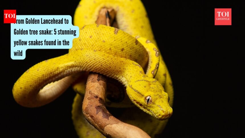 5 stunning yellow snakes found in the wild