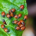 Ladybugs Gardening Benefits: Why every gardener loves ladybugs: 5 Amazing benefits you should know