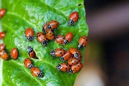 Ladybugs Gardening Benefits: Why every gardener loves ladybugs: 5 Amazing benefits you should know
