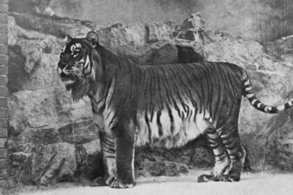 Kazakhstan’s Caspian tiger was declared extinct due to hunting by the military and prey reduction, now the country has released its first tiger in the wild after 70 years