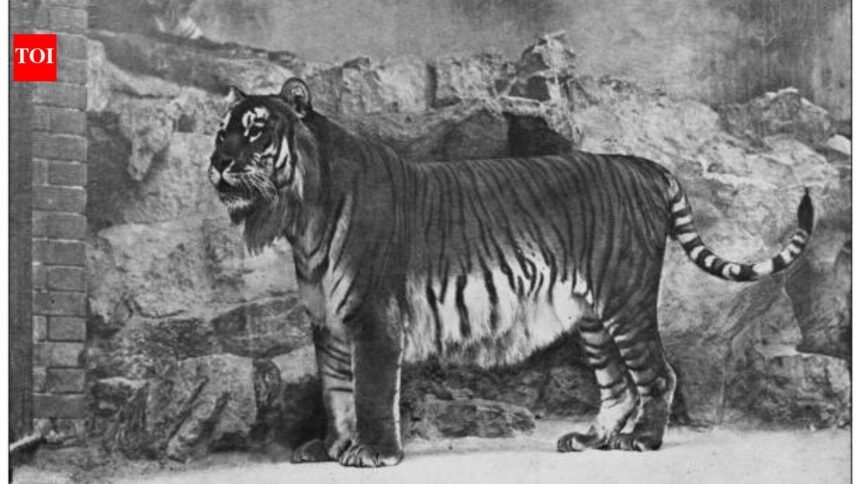 Kazakhstan’s Caspian tiger was declared extinct due to hunting by the military and prey reduction, now the country has released its first tiger in the wild after 70 years