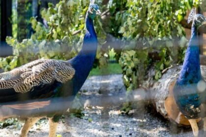 India gifts five peacocks to UN Geneva, reviving a decades-old tradition with a rare white bird |