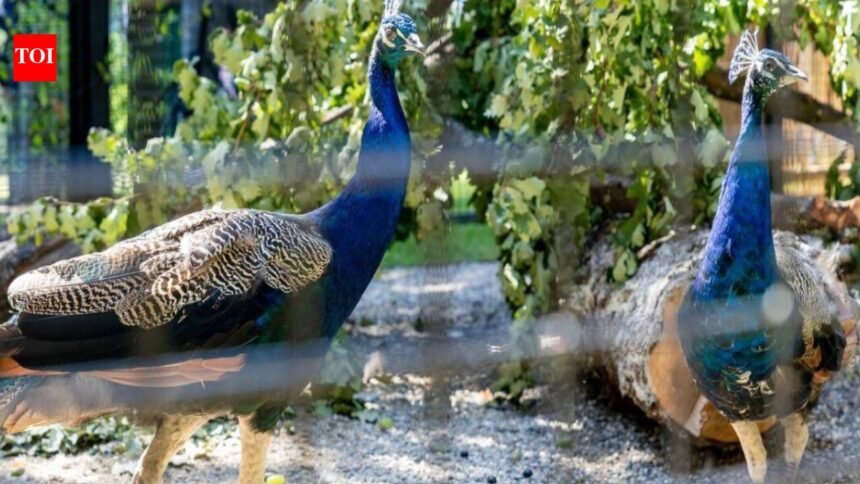India gifts five peacocks to UN Geneva, reviving a decades-old tradition with a rare white bird |