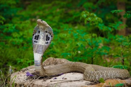 Cobra Snake Encounter Tips: What to do if you encounter a Cobra snake: Simple and mindful tips to stay safe and avoid contact