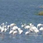 Dholera’s wildlife: A hidden ecosystem of birds, grasslands and coastal life |