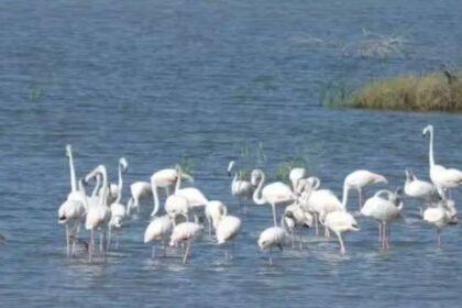 Dholera’s wildlife: A hidden ecosystem of birds, grasslands and coastal life |