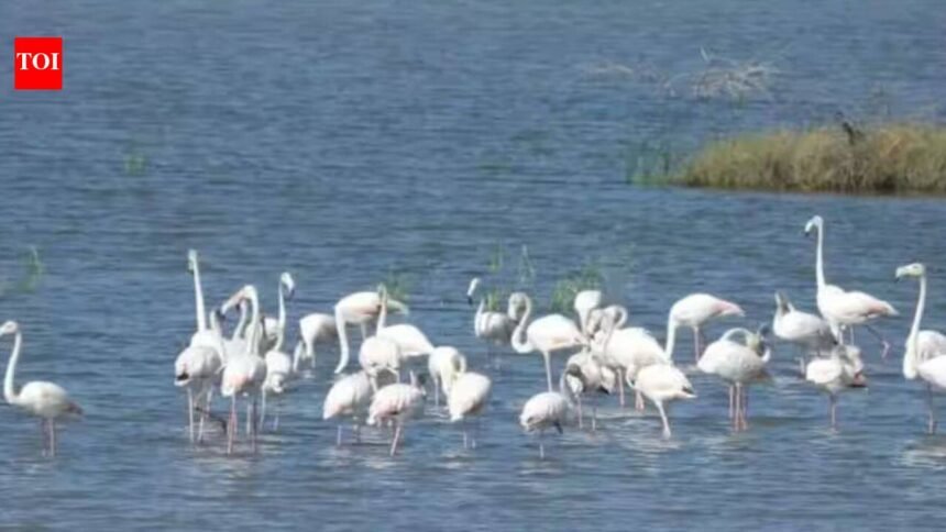 Dholera’s wildlife: A hidden ecosystem of birds, grasslands and coastal life |