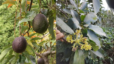 Scientists solve the 100-year-old mystery behind why avocado flowers change sex over two days |