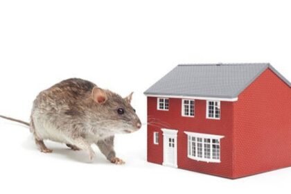 How To Keep Rodents Out Of Your House: 5 smart hacks to keep rodents out of your house: Simple ways to prevent mice and rats from entering your home