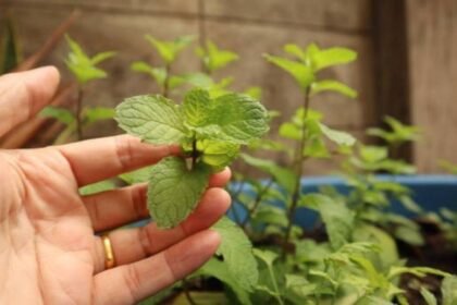 Growing Mint From Cuttings: How to grow pudina at home in just one pot: Easy steps to grow fresh mint leaves from cuttings