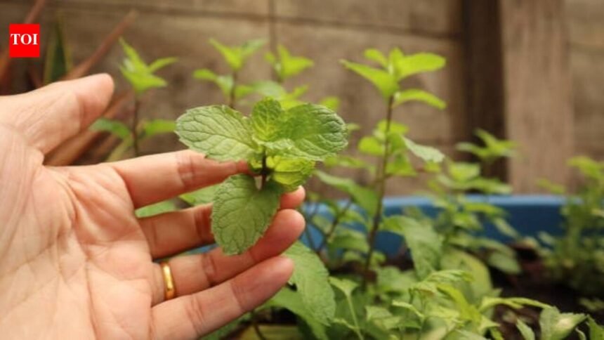 Growing Mint From Cuttings: How to grow pudina at home in just one pot: Easy steps to grow fresh mint leaves from cuttings