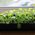 How to grow spinach indoors: Easy tips to enjoy fresh, leafy greens all year round |