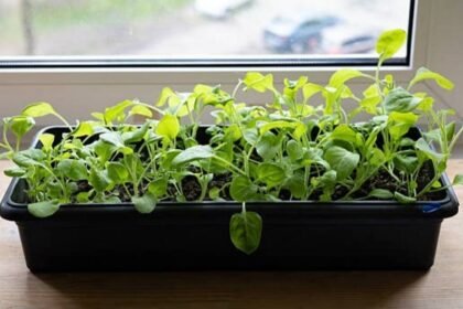 How to grow spinach indoors: Easy tips to enjoy fresh, leafy greens all year round |