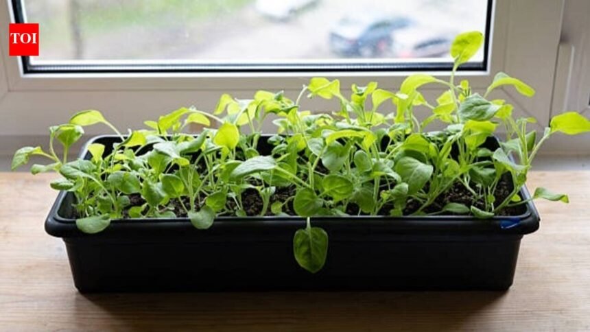 How to grow spinach indoors: Easy tips to enjoy fresh, leafy greens all year round |