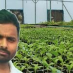 He tried grafted brinjal on just 0.125 hectare and earned ₹2.27 lakh net; the next year, UP farmer Gaurav Maurya sold nearly 75,000 grafted seedlings and earned another ₹3.37 lakh