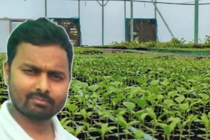 He tried grafted brinjal on just 0.125 hectare and earned ₹2.27 lakh net; the next year, UP farmer Gaurav Maurya sold nearly 75,000 grafted seedlings and earned another ₹3.37 lakh