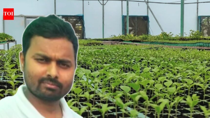 He tried grafted brinjal on just 0.125 hectare and earned ₹2.27 lakh net; the next year, UP farmer Gaurav Maurya sold nearly 75,000 grafted seedlings and earned another ₹3.37 lakh
